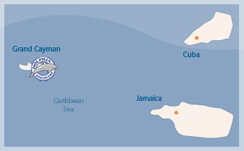 How to get Gran Cayman Dolphin Location