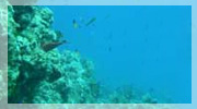 Scuba Diving West Wall