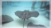 stingray city cayman