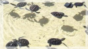 Turtle Farm Cayman